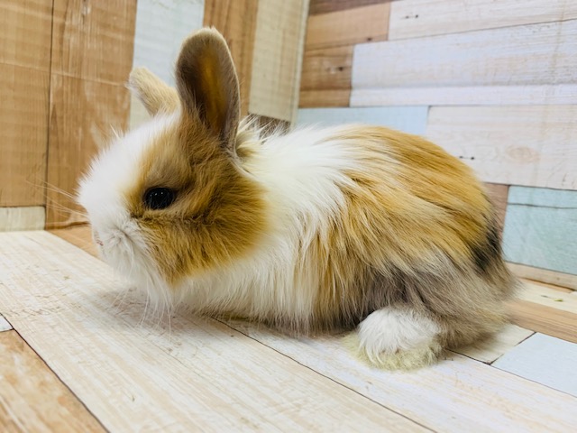 ライオンラビット