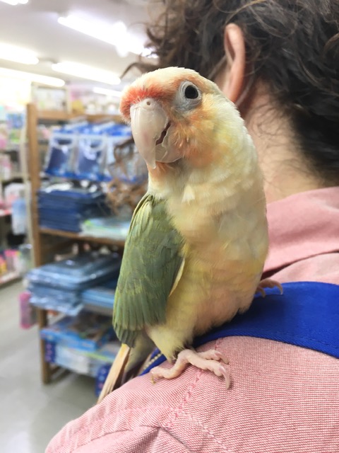 アカオウロコインコ