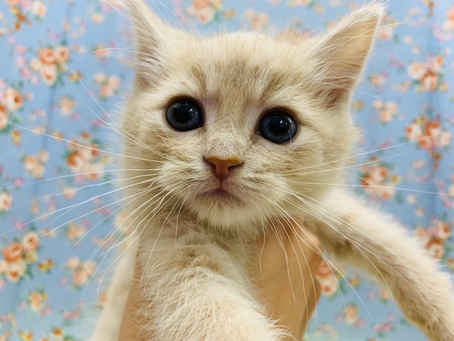 スコティッシュフォールド