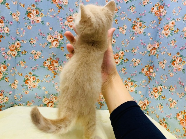 スコティッシュフォールド