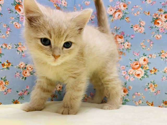 スコティッシュフォールド