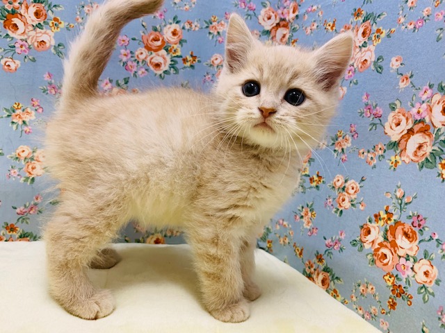 スコティッシュフォールド