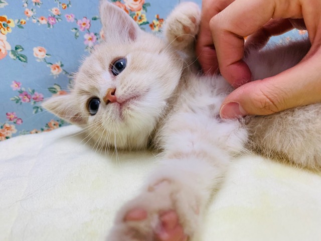 スコティッシュフォールド