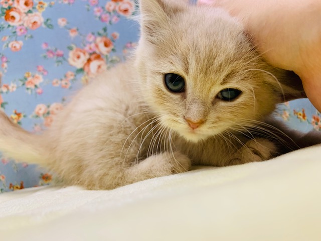 スコティッシュフォールド