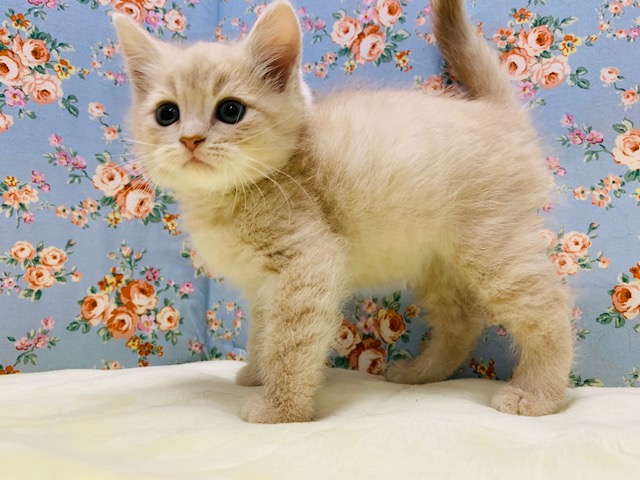 スコティッシュフォールド