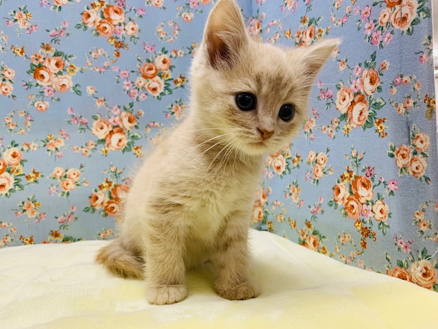 スコティッシュフォールド