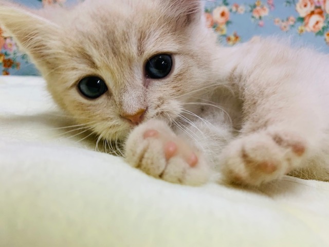 スコティッシュフォールド