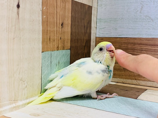 セキセイインコ