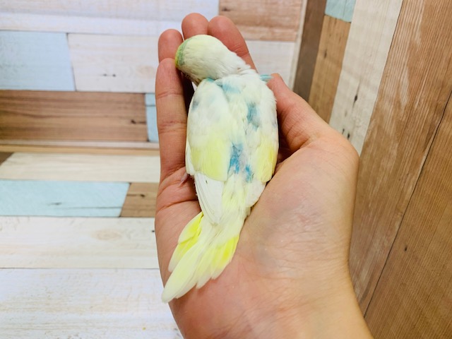 セキセイインコ