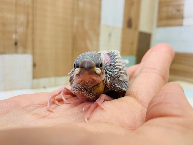 シルバー文鳥
