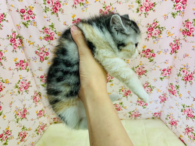 スコティッシュフォールド