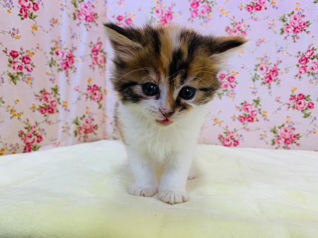 スコティッシュフォールド