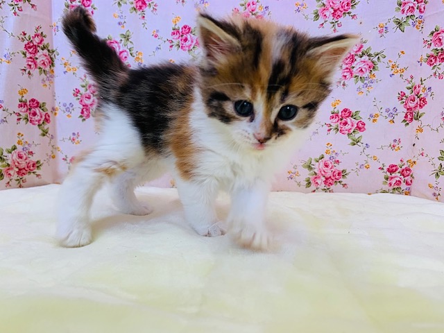 スコティッシュフォールド