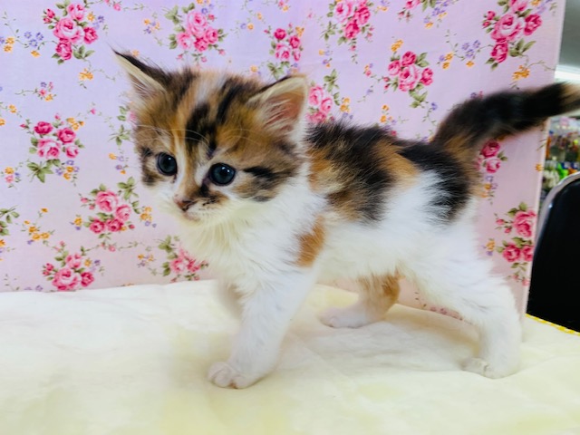 立ち耳の美人系スコティッシュフォールドちゃん♡ スコティッシュフォールド