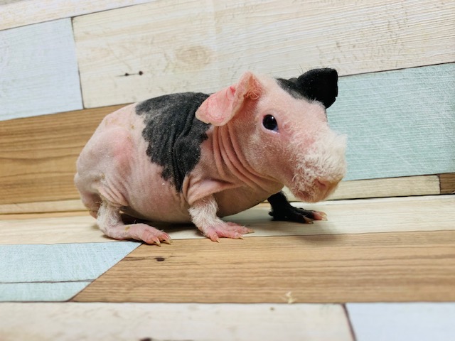 スキニーギニアピッグ