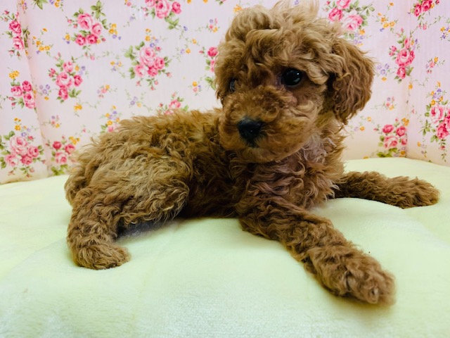 トイプードル