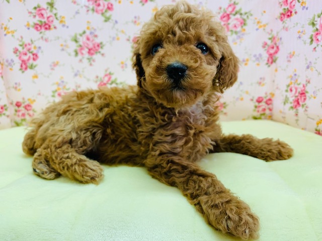 トイプードル
