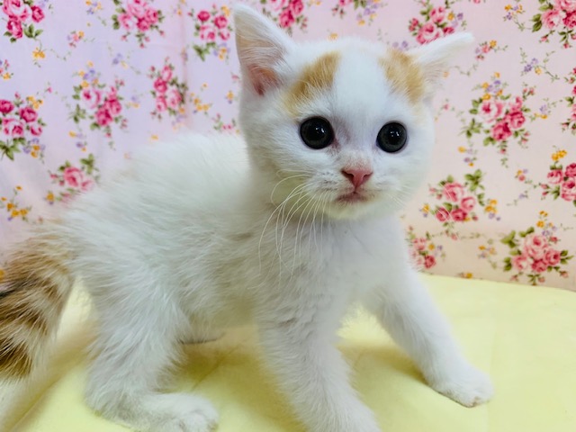 スコティッシュフォールド