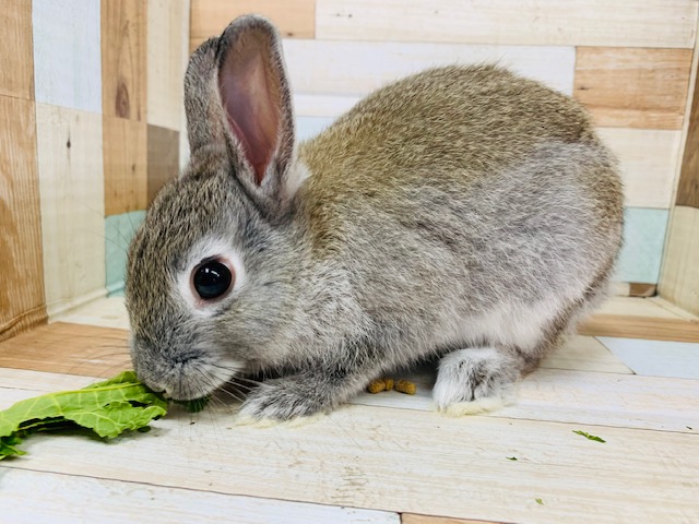 ネザーランドドワーフ