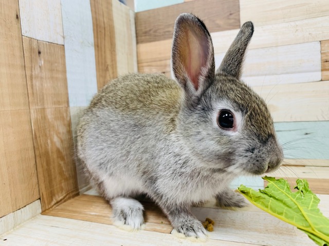 ネザーランドドワーフ