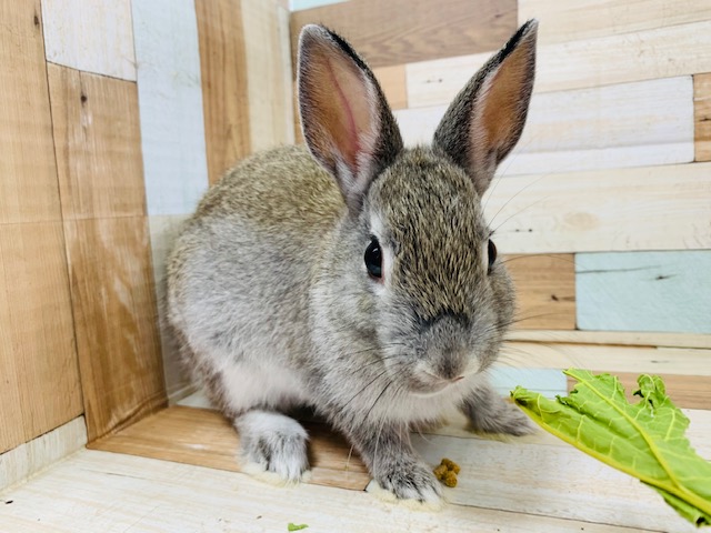 ネザーランドドワーフ