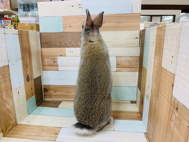 ネザーランドドワーフ