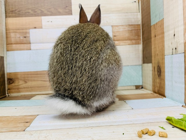 ネザーランドドワーフ