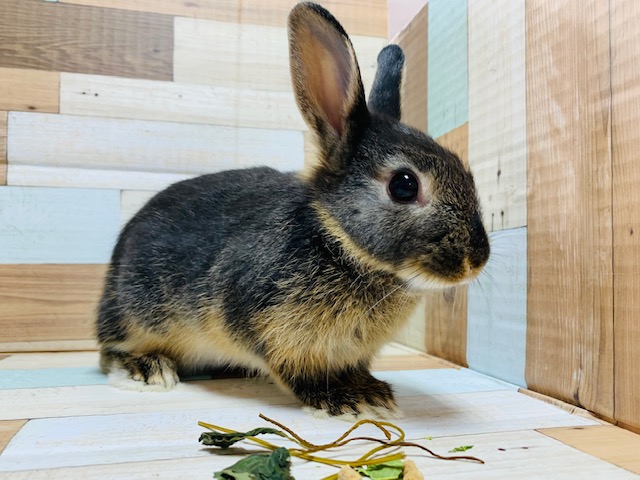 ネザーランドドワーフ