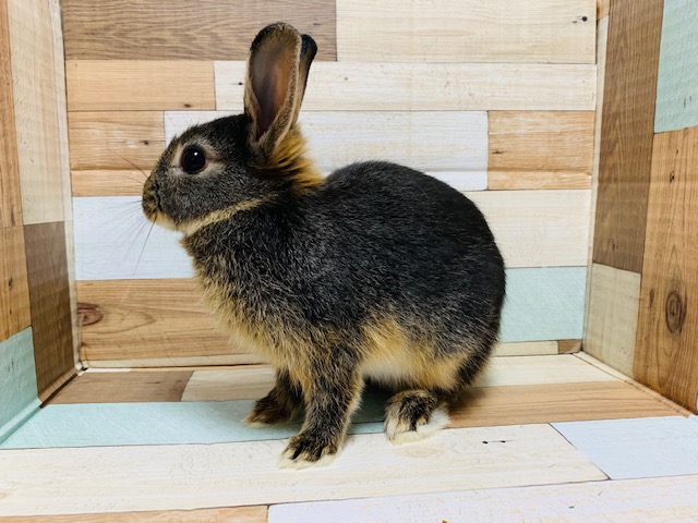 ネザーランドドワーフ