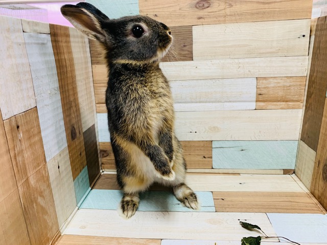 ネザーランドドワーフ