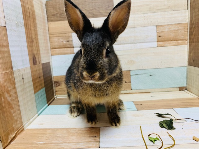 ネザーランドドワーフ