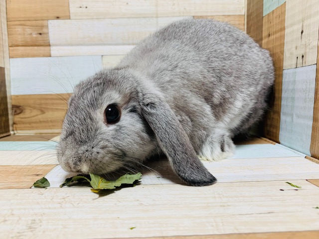 ロップイヤーラビット