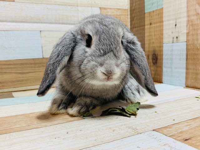 ロップイヤーラビット