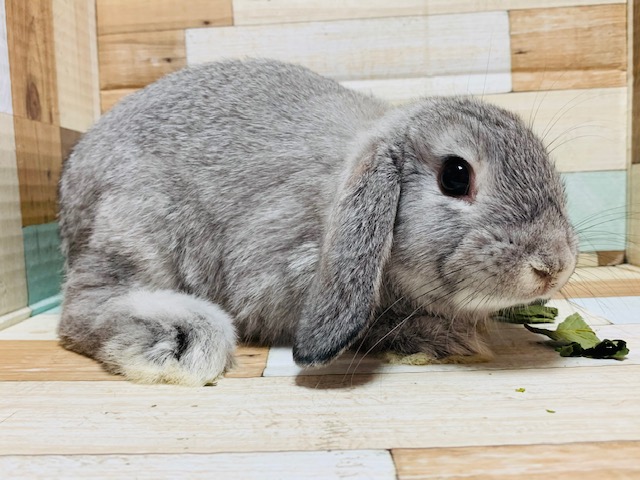 ロップイヤーラビット