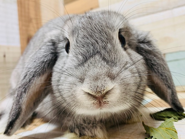 ロップイヤーラビット