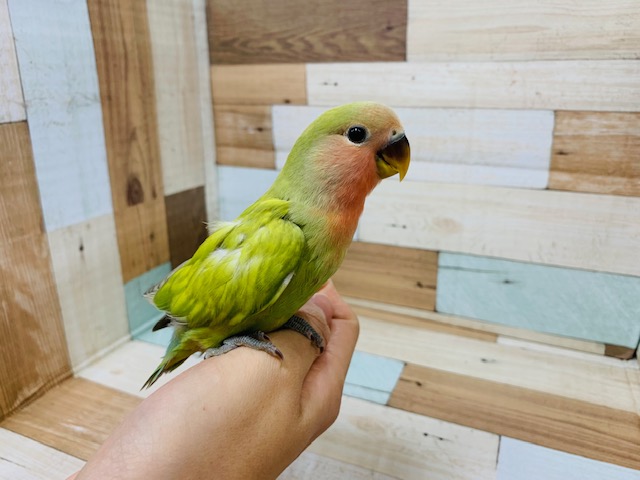 コザクラインコ（小桜インコ）