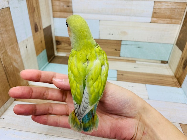 コザクラインコ（小桜インコ）