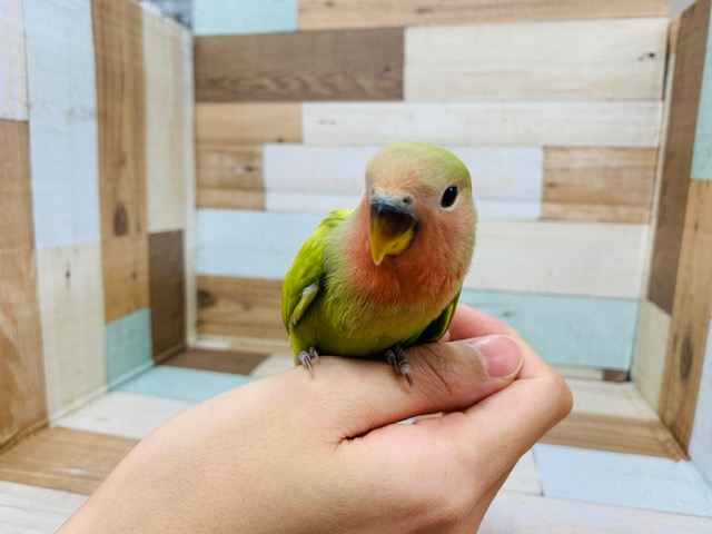 コザクラインコ（小桜インコ）