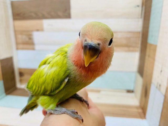 コザクラインコ（小桜インコ）