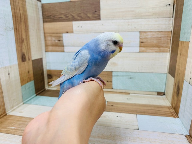 セキセイインコ