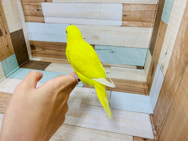 セキセイインコ