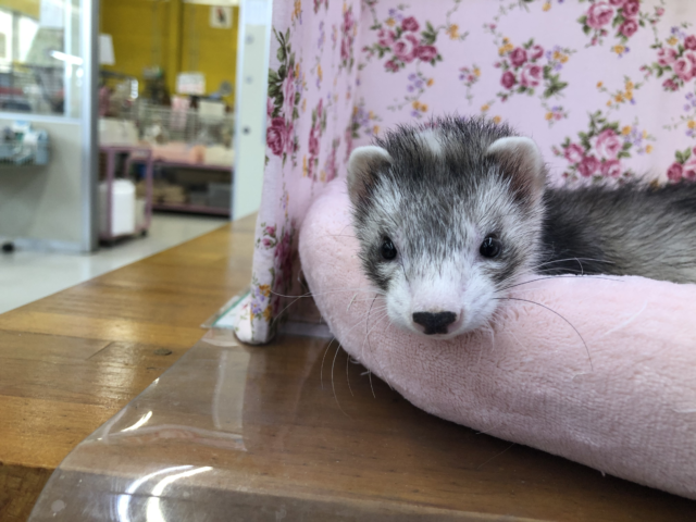 フェレット