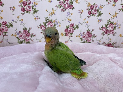ちょっと明るめです♪ コザクラインコ“オパーリン”のひな 2021.4/22撮影 コザクラインコ(小桜インコ)