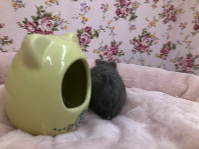 ドワーフハムスターの1種