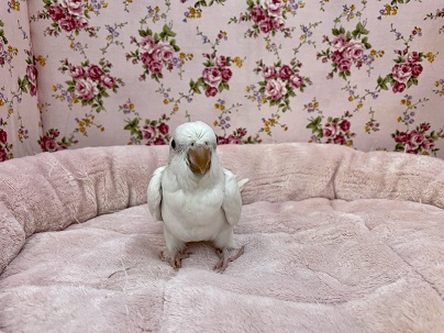 オキナインコ