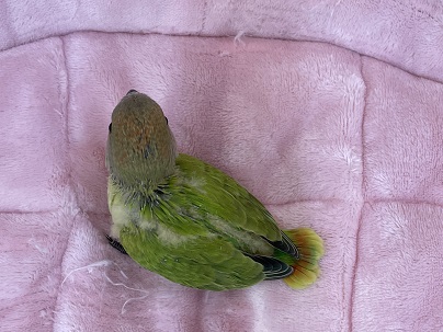 ちょっと明るめです♪ コザクラインコ“オパーリン”のひな 2021.4/22撮影 コザクラインコ(小桜インコ)