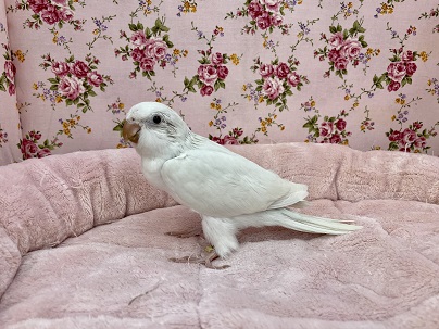 オキナインコ