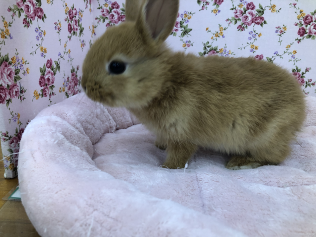 ミニウサギ