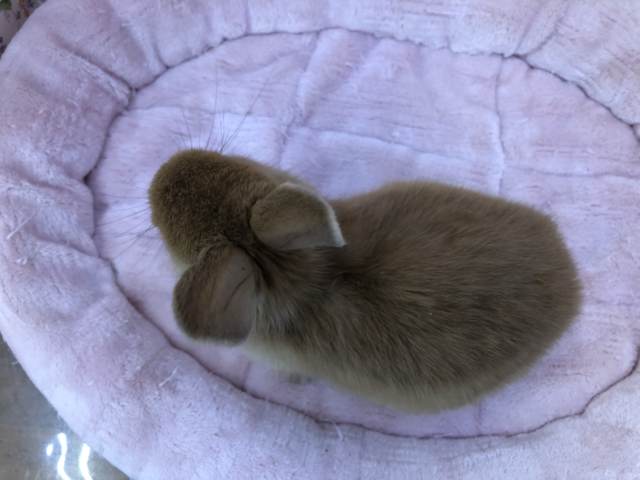 ミニウサギ