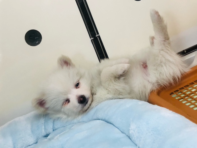 ポメチー（ポメチワ）